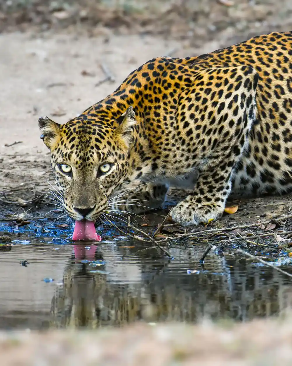 Leopard drinking at a waterhole, Yala