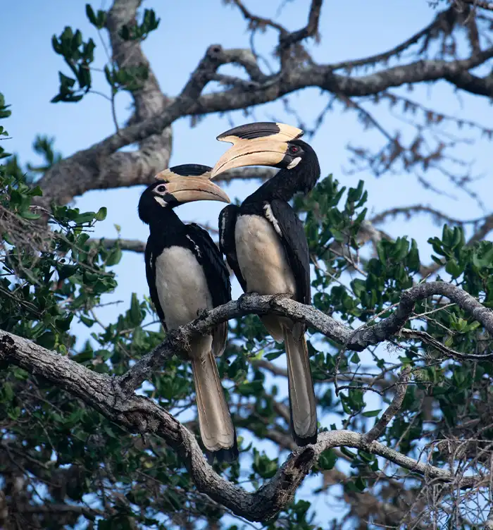 Water birds at Bundala National Park, Sri Lanka