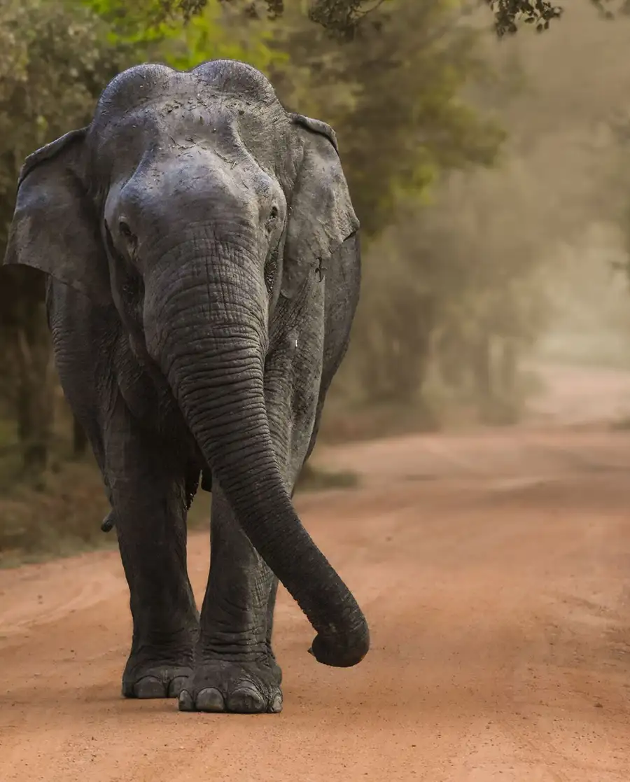 Elephant on a dusty road, Yala