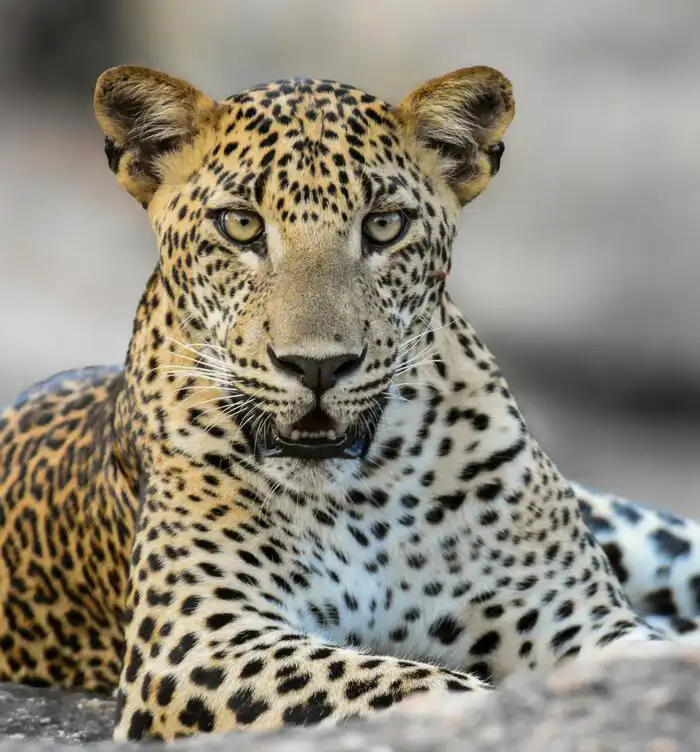 Leopard in Yala Block 1, Yala National Park
