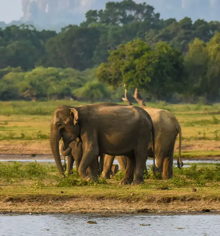 Elephant in Yala Block 5, Yala National Park