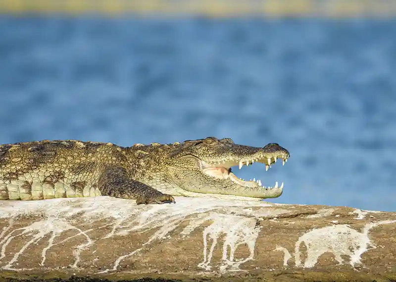 Yala safari wildlife photo 5