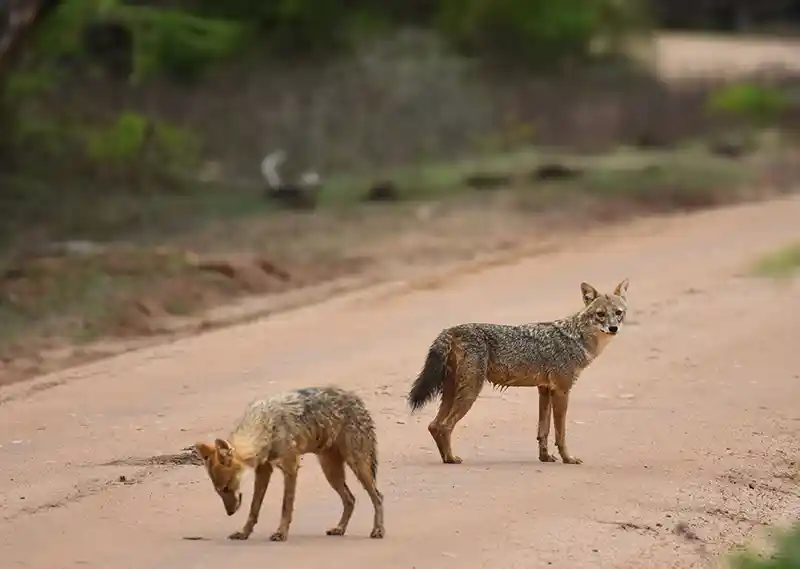 Yala safari wildlife photo 2