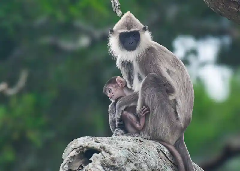 Yala safari wildlife photo 3