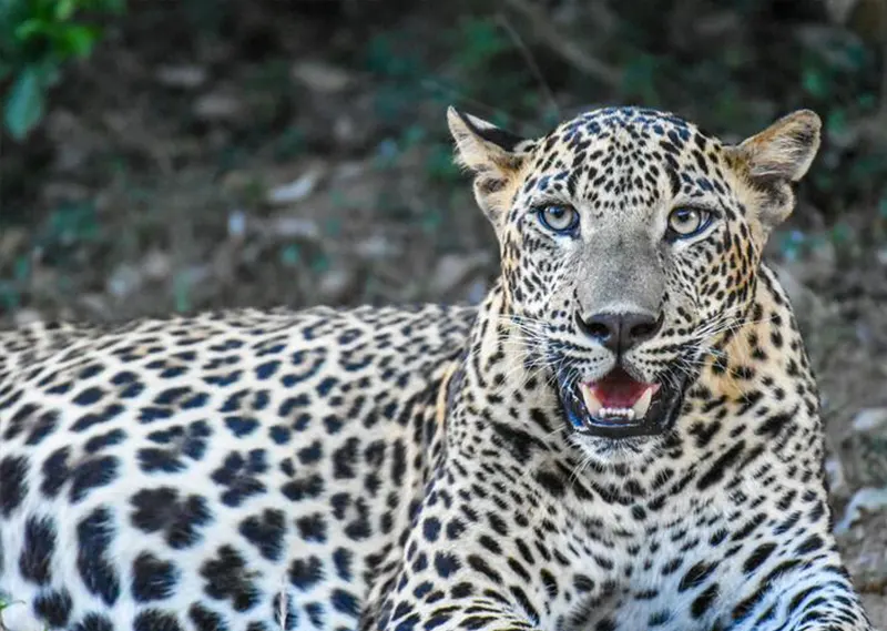 Yala safari wildlife photo 9