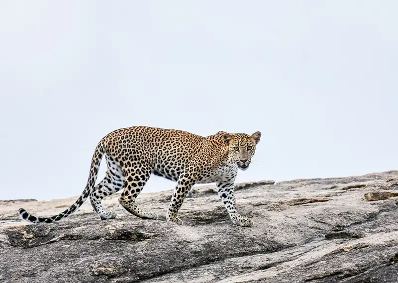 Yala safari wildlife photo 6