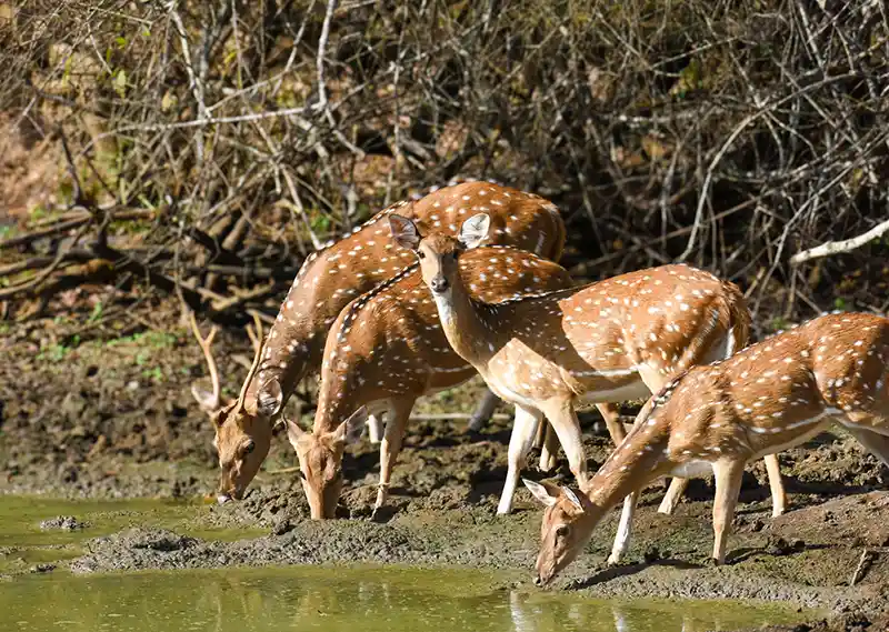Yala safari wildlife photo 4